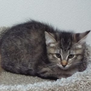 Picture of Dash