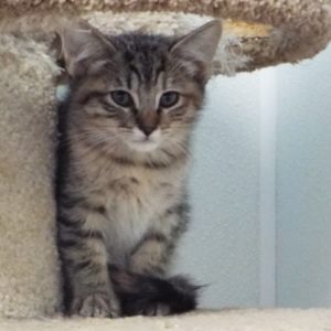 Picture of Dash