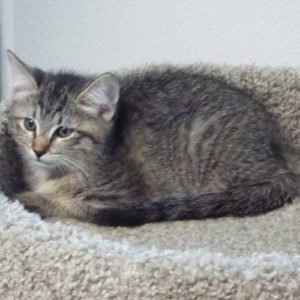 Picture of Flash