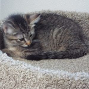 Picture of Flash
