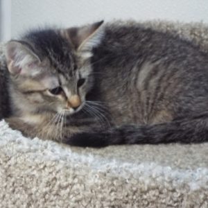 Picture of Flash