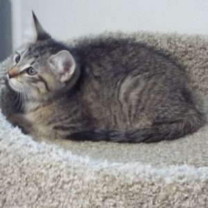 Picture of Flash