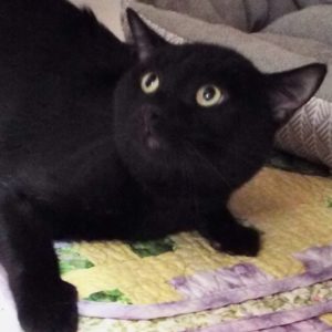 Picture of Inky