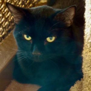Picture of Inky