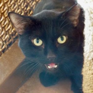 Picture of Inky