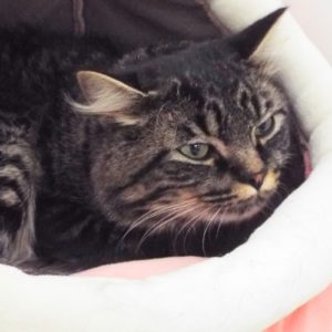 Picture of Jasper