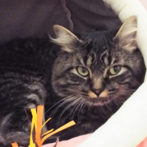 Picture of Jasper