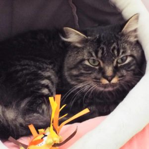 Picture of Jasper