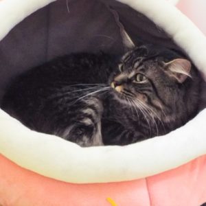 Picture of Jasper