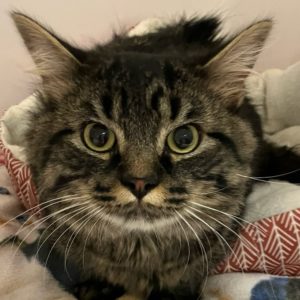 Picture of Jasper
