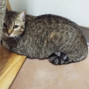 Picture of Java