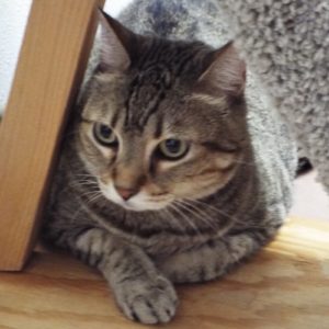 Picture of Java