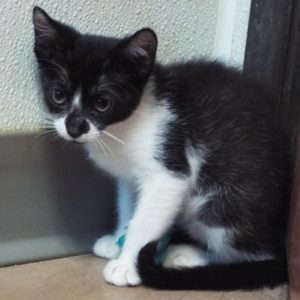 Picture of Letty