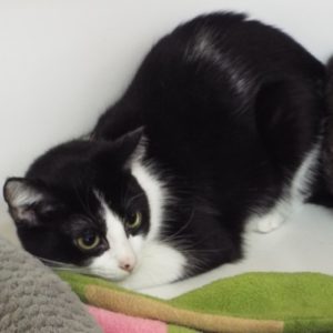 Picture of Luna