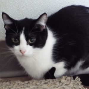 Picture of Luna