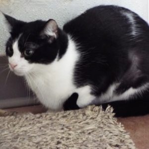Picture of Luna