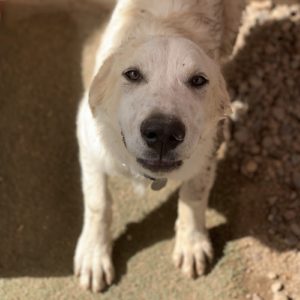 Picture of Maverick