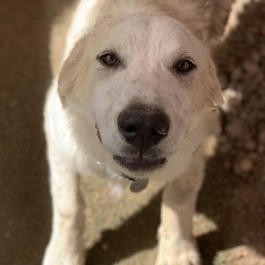 Picture of Maverick