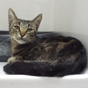 Picture of Miss Kitty