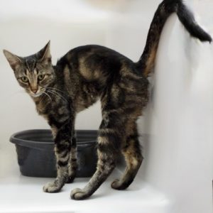 Picture of Miss Kitty