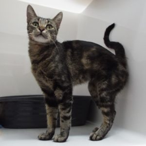 Picture of Miss Kitty