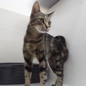 Picture of Miss Kitty