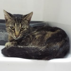 Picture of Miss Kitty