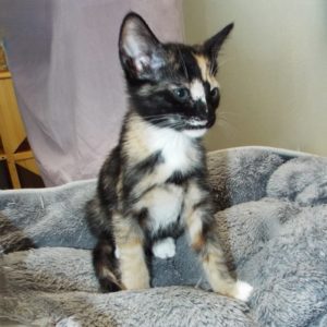 Picture of Misty