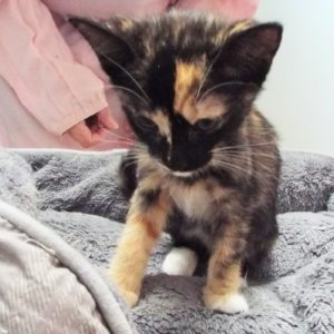 Picture of Misty