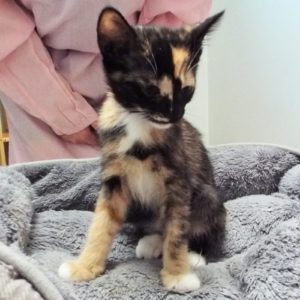 Picture of Misty