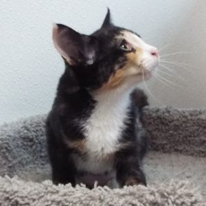 Picture of Muffin