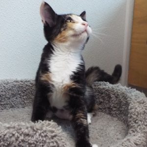 Picture of Muffin