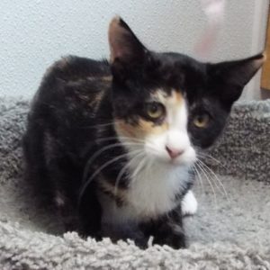 Picture of Muffin