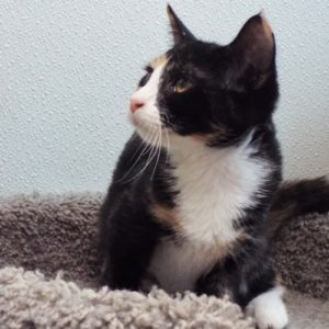 Picture of Muffin