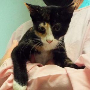 Picture of Muffin