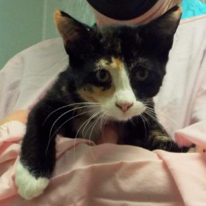 Picture of Muffin