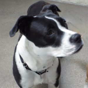 Picture of Ollie
