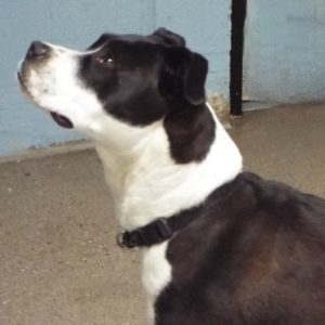 Picture of Ollie