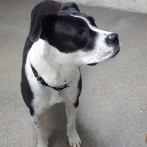 Picture of Ollie