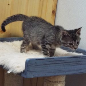 Picture of Pipsqueak