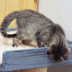 Picture of Pipsqueak