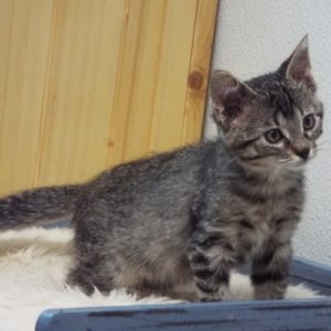 Picture of Pipsqueak