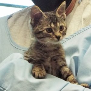 Picture of Pipsqueak