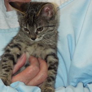 Picture of Pipsqueak