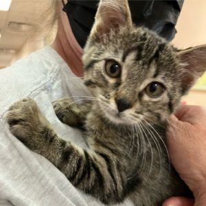 Picture of Pipsqueak