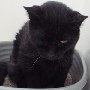 Picture of Pookie