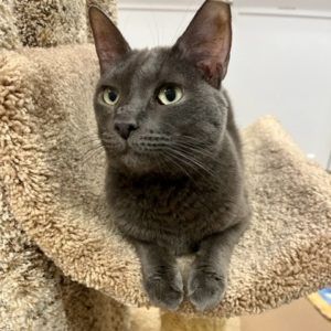 Picture of Raven