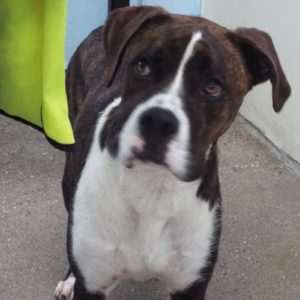 Picture of Shamus