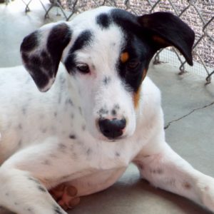 Picture of Snickers