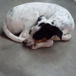Picture of Snickers